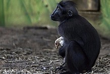 Israël: Une jeune macaque adopte un poulet