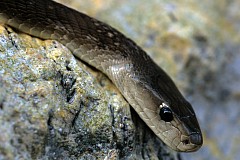 Afrique du Sud: Deux serpents mortels s'affrontent sur un terrain de golf - vidéo Afrique du Sud: Deux serpents mortels s'affrontent sur un terrain de golf - vidéo
