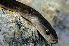 Afrique du Sud: Deux serpents mortels s'affrontent sur un terrain de golf - vidéo