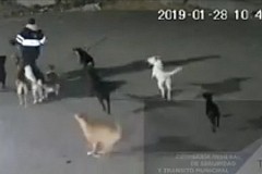 Mexique : Poursuivie et dévorée par une meute de chiens Mexique : Poursuivie et dévorée par une meute de chiens