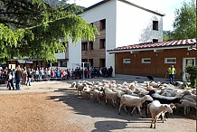 France: Faute d'élèves, ils inscrivent des moutons à l'école