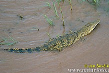 Côte d'Ivoire: déplacer les crocodiles de la baie d'Abidjan