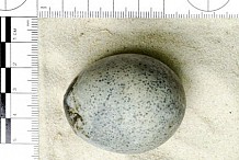 Royaume-Uni : Des archéologues découvrent quatre œufs vieux de 1.700 ans, ils en cassent trois par accident