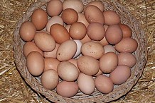 Scandale des œufs contaminés: le gouvernement prend des mesures conservatoires