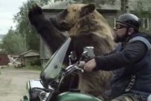 Pendant ce temps, en Russie, un ours fait du side-car (vidéo)