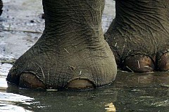 Zimbabwe: Un éléphant piétine à mort son dresseur