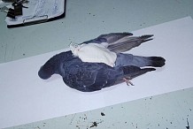 Argentine: Un pigeon trafiquant de drogue abattu