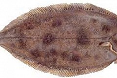 Un Britannique avale un poisson mesurant 15,24 cm Un Britannique avale un poisson mesurant 15,24 cm