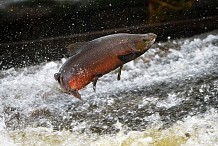 Bouna : Il taillade son frère parce que ce dernier a plus de chances que lui lors d'une partie de pêche