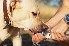France: Il promène son chien avec son sexe à l'air : «J'ai des pulsions»
France: Il promène son chien avec son sexe à l'air : «J'ai des pulsions»
