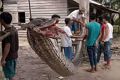 Un python géant attaque un homme, il finit en friture