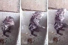 La triste réalité derrière la vidéo du La triste réalité derrière la vidéo du