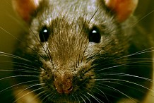 L'impressionnante invasion de rats qui inquiète la Birmanie