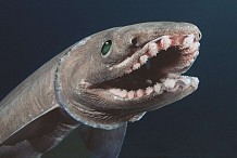 Portugal: Un requin-lézard à 300 dents découvert dans les profondeurs de l’Atlantique  -  Vidéo