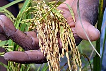 La Corée au chevet de la filière riz en Côte d'Ivoire