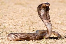Insolite: Un homme se marie avec un cobra de 3m pour des raisons carrément folles