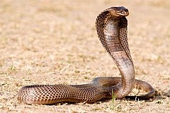 Insolite: Un homme se marie avec un cobra de 3m pour des raisons carrément folles