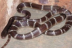 Chine: Elle décède mordue par un serpent acheté en ligne Chine: Elle décède mordue par un serpent acheté en ligne
