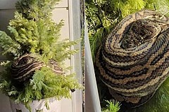 Elle découvre un serpent dans son sapin de Noël Elle découvre un serpent dans son sapin de Noël