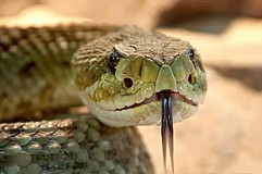 Inde: Un homme mord le serpent qui l'avait mordu