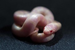 Cambodge: Vous pouvez désormais boire votre café en caressant des reptiles Cambodge: Vous pouvez désormais boire votre café en caressant des reptiles