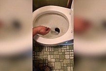 Il fait une terrifiante rencontre dans ses toilettes (vidéo)