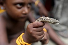 Un serpent engloutit un animal à une vitesse record - vidéo