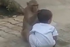 Insolite-Inde: Voulant jouer avec quelqu’un, un singe enlève un enfant de 2 ans-VIDEO