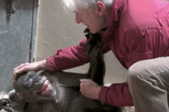 L'adieu émouvant d'un chimpanzé à son vieil ami L'adieu émouvant d'un chimpanzé à son vieil ami