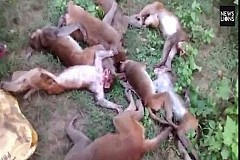 12 singes meurent d’une crise cardiaque simultanée après avoir été effrayés par un tigre 12 singes meurent d’une crise cardiaque simultanée après avoir été effrayés par un tigre