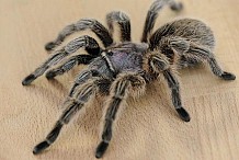 Suède: Elle vit avec une araignée dans son oreille durant 27 jours