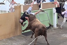 Un taureau attaque un homme qui filme avec son iPad (vidéo)