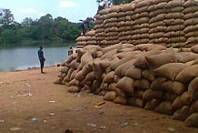Côte d’Ivoire :Le trafic illicite de cacao a stimulé la production Ghanéenne