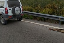 Un chien meurt après avoir été traîné par son maître sur plusieurs kilomètres