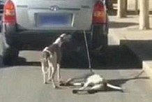 Il traîne ses deux chiens derrière sa voiture