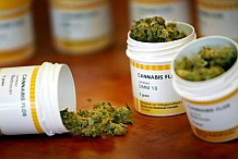 Remède ou drogue: le cannabis 