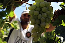 
En Algérie, les autorités encouragent la consommation locale… sauf celle du vin
