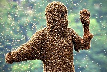 Un voleur arrêté par des abeilles envoyées par un féticheur