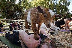 Du yoga avec des chèvres, la dernière mode aux Etats-Unis Du yoga avec des chèvres, la dernière mode aux Etats-Unis