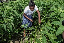 Le premier forum « Leadership pour l’agriculture » se tient le 28 novembre à Abidjan