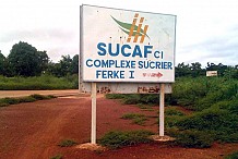 La Sucaf lance un plan d'investissement pour compenser le déficit en sucre sur le marché local