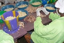 La mévente des noix de cajou occasionne la fermeture de plusieurs magasins à Odienné et à Kaniasso
