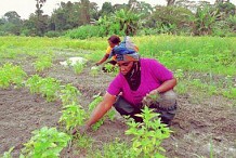 La FAO propose un cours en ligne sur l’entrepreneuriat agroalimentaire