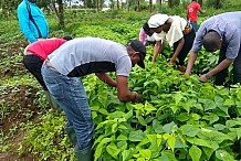 Agro-industrie : Formation de plus de 500 jeunes agripreneurs au Cameroun avec le soutien de la BAD.