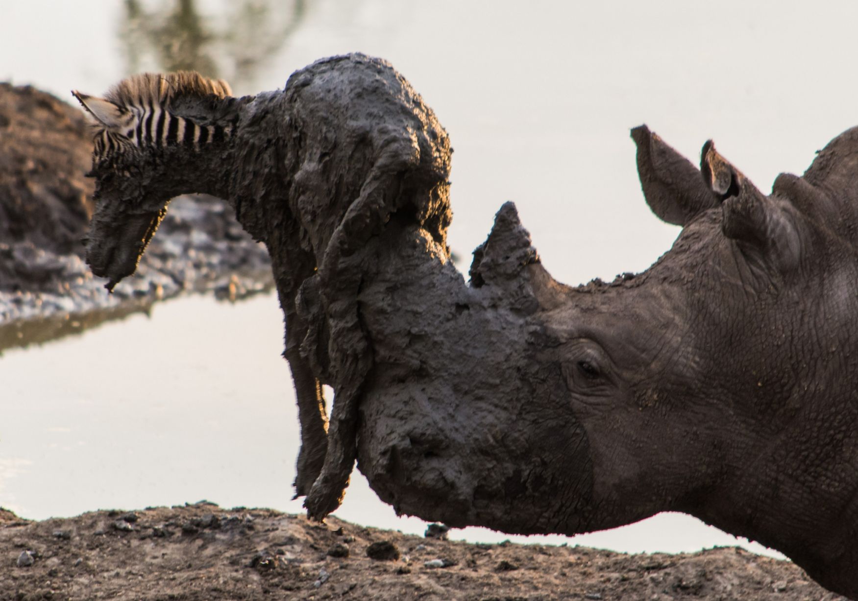 Photos) Un rhinocéros secourt un bébé zèbre coincé dans la boue - LeBabi.net